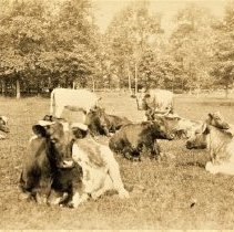 Omc1985.008.196 Image 600dpi